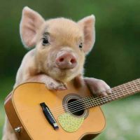 弹吉他的小猪～照片